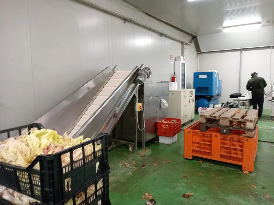 Infeed elevator of the onion peeler in the processing room